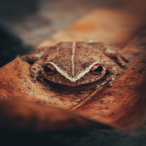 Image by Lenzatic titled ’frog, coqui, boricua’. Source: Pixabay Image by Lenzatic titled ’frog, coqui, boricua’. Source: Pixabay