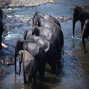 Image by HLK-Photography titled ’elephants, herd, family’. Source: Pixabay