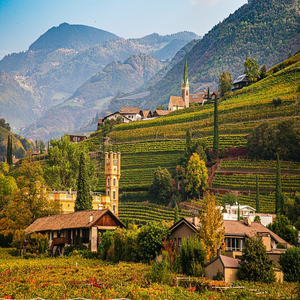 Image by MARTINOPHUC titled ’vineyard, autumn, nature’. Source: Pixabay