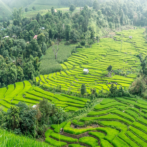 Image by hereisthailand titled ’rice terraces, thailand, chiang mai’. Source: Pixabay
