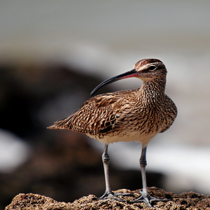 Image by DenisDoukhan titled ’whimbrel, bird, eurasian whimbrel’. Source: Pixabay Image by DenisDoukhan titled ’whimbrel, bird, eurasian whimbrel’. Source: Pixabay