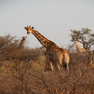 Image by Daniele_K titled ’giraffes, herd, safari’. Source: Pixabay Image by Daniele_K titled ’giraffes, herd, safari’. Source: Pixabay