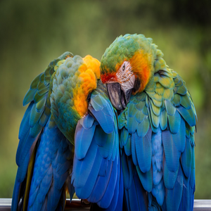 Image by amyirizarry02 titled ’bird, parrot, animal’. Source: Pixabay Image by amyirizarry02 titled ’bird, parrot, animal’. Source: Pixabay