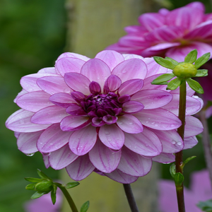 Image by Botana titled ’france, beautiful flowers, monet’. Source: Pixabay
