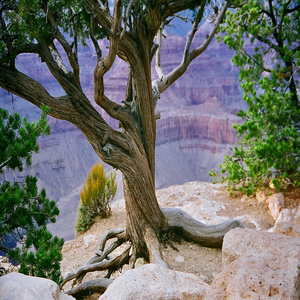 Image by NWimagesbySabrinaEickhoff titled ’grand canyon, canyon, valley’. Source: Pixabay