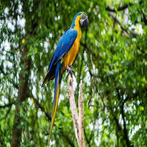 Image by D_Fenix249 titled ’parrot, animal, nature’. Source: Pixabay