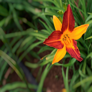 Image by Portraitor titled ’flower, beautiful flowers, nature’. Source: Pixabay