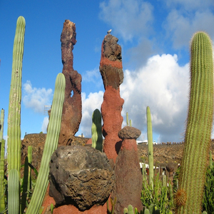 Image by Schreib-Engel titled ’spain, lanzarote, cactus garden’. Source: Pixabay Image by Schreib-Engel titled ’spain, lanzarote, cactus garden’. Source: Pixabay