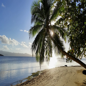 Image by HeikoBrown titled ’fiji, nature, of the fiji islands’. Source: Pixabay