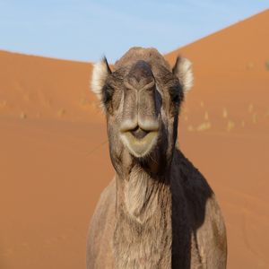 Image by nike159 titled ’merzouga, morocco, africa’. Source: Pixabay