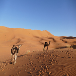 Image by nike159 titled ’merzouga, morocco, africa’. Source: Pixabay