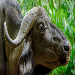 Image by ninastock titled ’buffalo, nature, wild’. Source: Pixabay