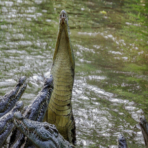 Image by ninastock titled ’crocodile, nature, wild’. Source: Pixabay