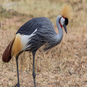 Image by patrickgregerson titled ’grey crowned crane, balearica regulorum, tanzania’. Source: Pixabay