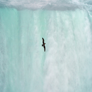 Image by Wolfgang_Hasselmann titled ’bird, waterfall, niagara falls’. Source: Pixabay