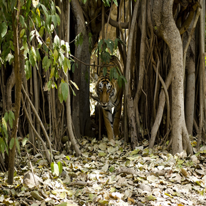 Image by rohan_aug1988 titled ’tiger, jungle, nature’. Source: Pixabay