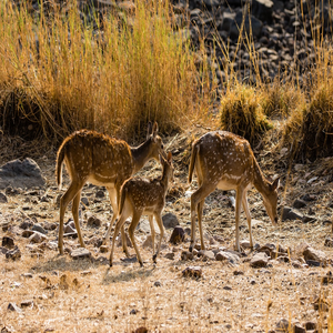 Image by dMz titled ’india, ranthambore, nature reserve’. Source: Pixabay
