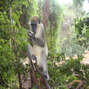 Image by braico titled ’monkey, barbados, nature’. Source: Pixabay