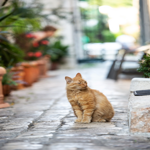 Image by candyhissweet titled ’cat, trogir, croatia’. Source: Pixabay