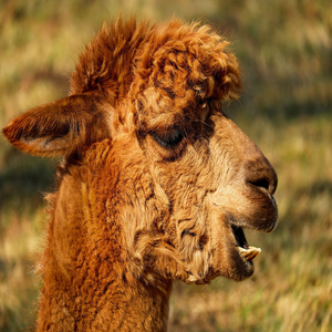 Image by Couleur titled ’alpaca, head, animal’. Source: Pixabay