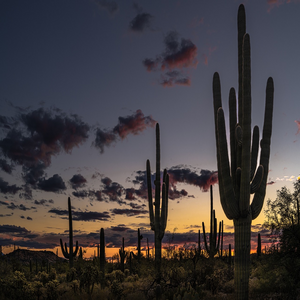 Image by moremilu titled ’desert, cactus, dusk’. Source: Pixabay