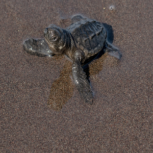 Image by ArenaBlue titled ’sand, reptilia, beach’. Source: Pixabay