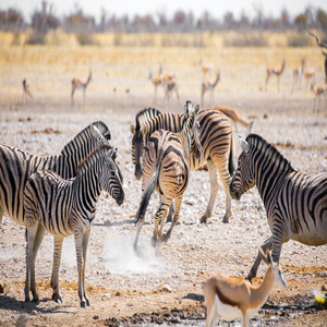 Image by Pfüderi titled ’zebras, namibia, africa’. Source: Pixabay