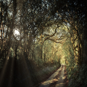 Image by jplenio titled ’path, avenue, forest’. Source: Pixabay