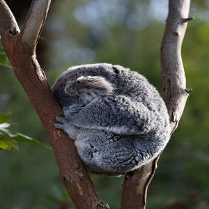 Image by OliveiraTP titled ’koala, phascolarctos cinereus, marsupial’. Source: Pixabay