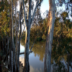 Image by bonthenet titled ’australia, yarra river, nature’. Source: Pixabay
