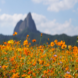 Image by Kim_Sung_Chan titled ’maisan provincial park, wildflowers, orange flowers’. Source: Pixabay