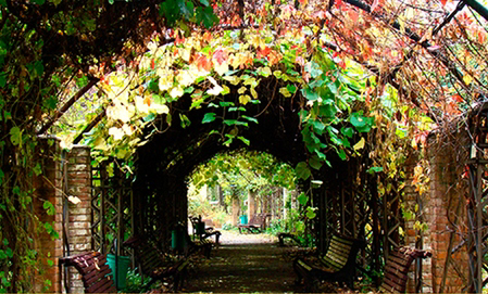 Экскурсия "Старинный сад \ Аптекарский огород"