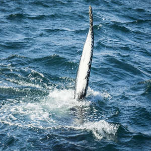 Image by hetep99 titled ’whale, iceland, nature’. Source: Pixabay