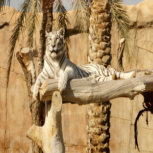 Image by ahab titled ’tiger, animal, jungle’. Source: Pixabay Image by ahab titled ’tiger, animal, jungle’. Source: Pixabay