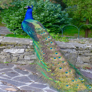Image by EdwinSurbeck titled ’animals, bird, peacock’. Source: Pixabay Image by EdwinSurbeck titled ’animals, bird, peacock’. Source: Pixabay