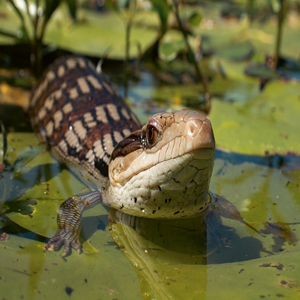Image by Storme22k titled ’blue tongue skink, blue tongue lizard, animal’. Source: Pixabay