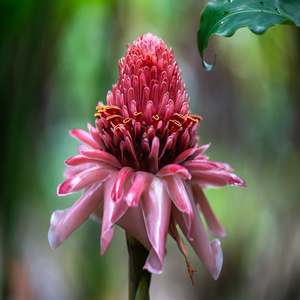 Image by xiSerge titled ’flower, flower background, plant’. Source: Pixabay