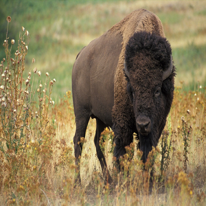 Image by WikiImages titled ’bison, buffalo, beef’. Source: Pixabay