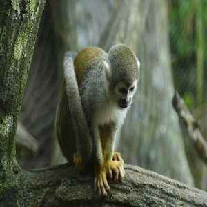 Image by S_Nehemiah titled ’monkey, zoo, mammals’. Source: Pixabay