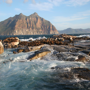 Image by igormattio titled ’duiker island, south africa, cape’. Source: Pixabay