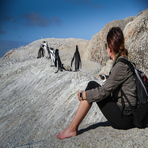 Image by fungaifoto titled ’penguins, south africa, cape town’. Source: Pixabay