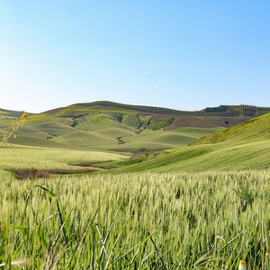 Image by gabrielgutierrez titled ’nature, field, rural’. Source: Pixabay Image by gabrielgutierrez titled ’nature, field, rural’. Source: Pixabay