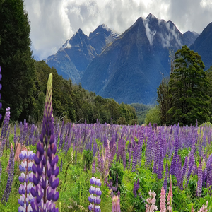 Image by ulrich-rueger titled ’lupine, fiordland, new zealand’. Source: Pixabay