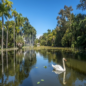 Image by Lostangelino titled ’swan, bonnet house, historic’. Source: Pixabay Image by Lostangelino titled ’swan, bonnet house, historic’. Source: Pixabay