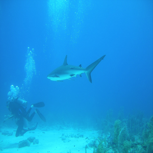 Image by neverzola titled ’dive, nassau, bahamas’. Source: Pixabay