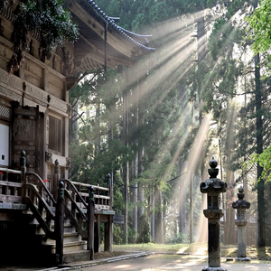 Image by yamabon titled ’sun rays, forest, koyasan temple’. Source: Pixabay