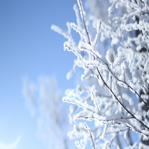 Image by mantfly titled ’snow scene, harbin, winter’. Source: Pixabay