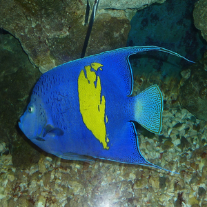 Image by marliese titled ’arabian angelfish, fish, blue’. Source: Pixabay