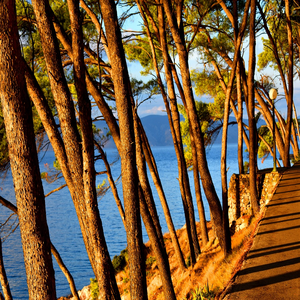 Image by marijana1 titled ’trees, trunks, pines’. Source: Pixabay
