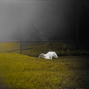 Image by shivaphotographyy titled ’fog, goat, nature’. Source: Pixabay